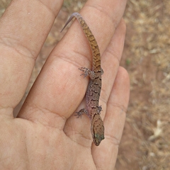 Saurodactylus fasciatus