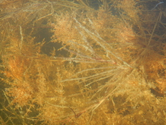 Astichopus multifidus