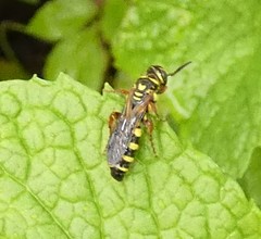 Myzinum carolinianum