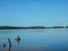 Astichopus multifidus