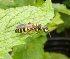 Myzinum carolinianum