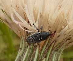 Odontocorynus salebrosus