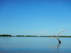 Astichopus multifidus