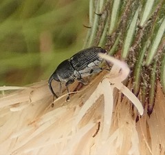 Odontocorynus salebrosus