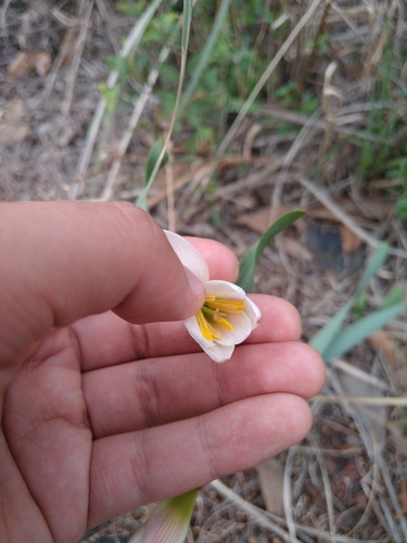 Zephyranthes alba, photograph 6