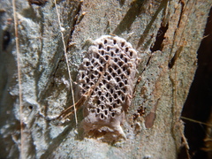 Astichopus multifidus