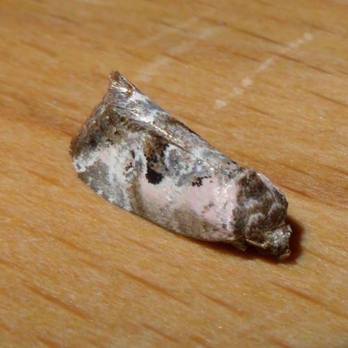 Rosy Marbled, photo 5 of 10