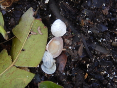 Astichopus multifidus