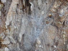 Astichopus multifidus