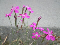 Dianthus deltoides