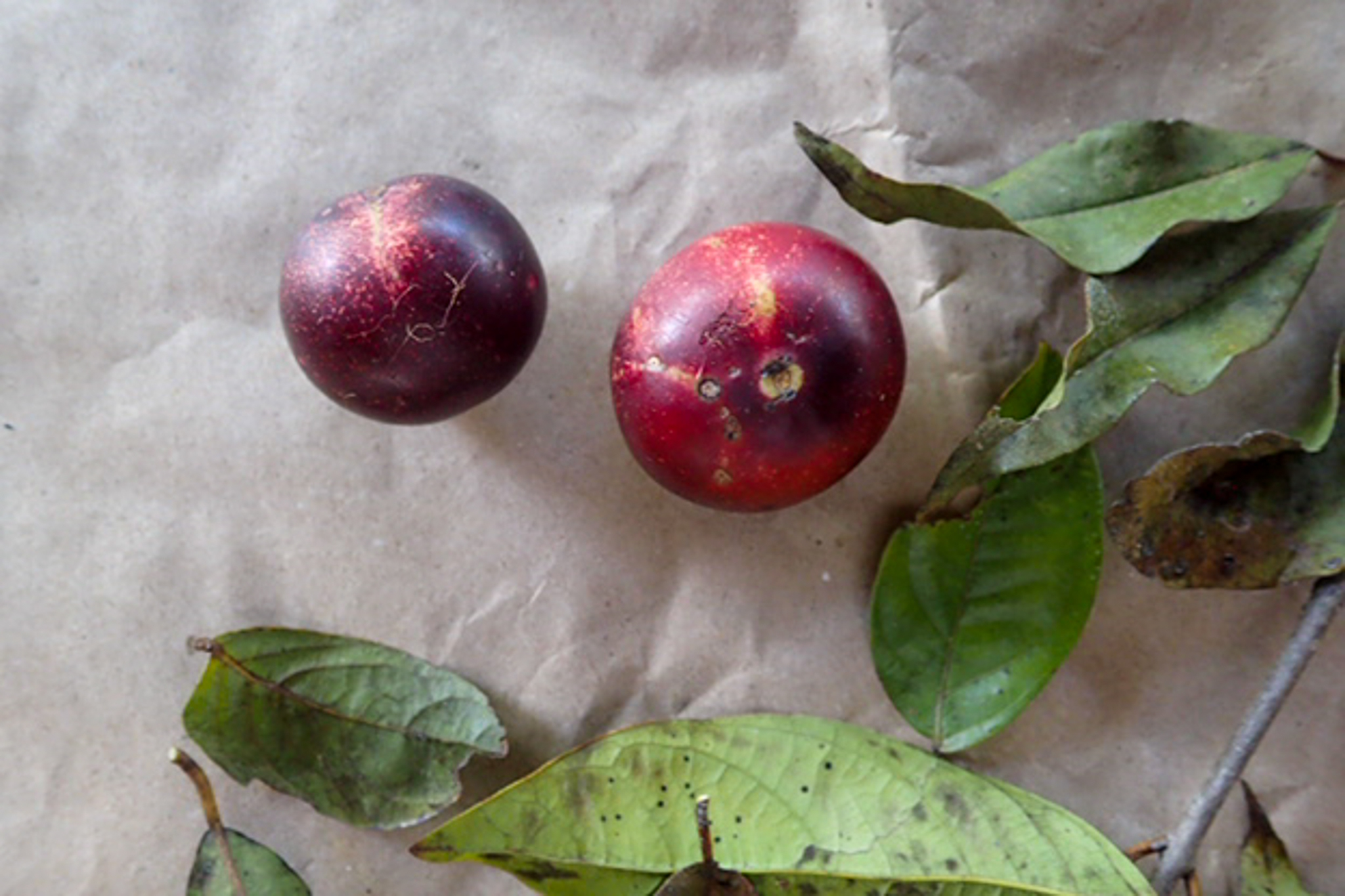 Imagem de Camu-camu