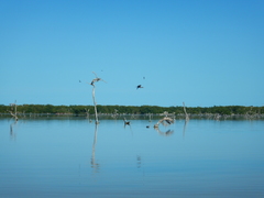 Astichopus multifidus