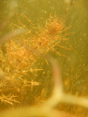 Astichopus multifidus