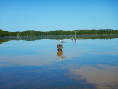 Astichopus multifidus