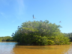 Astichopus multifidus