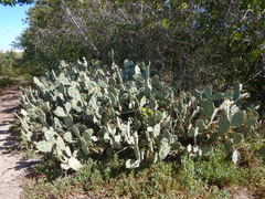 Astichopus multifidus