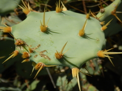 Astichopus multifidus