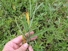 Mirabilis linearis