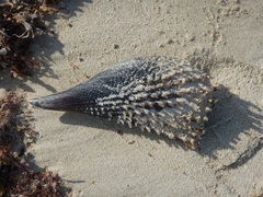 Astichopus multifidus