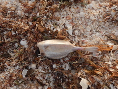 Astichopus multifidus