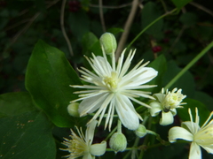Clematis vitalba