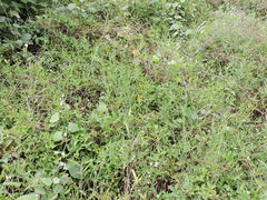 Mirabilis linearis