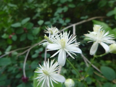 Clematis vitalba