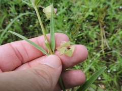 Mirabilis linearis