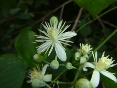 Clematis vitalba