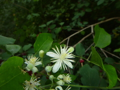 Clematis vitalba