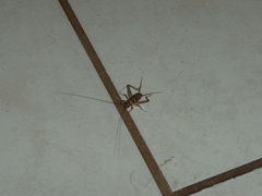 Gryllodes sigillatus