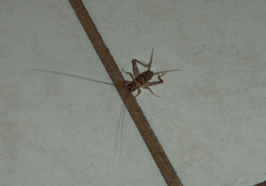 Gryllodes sigillatus