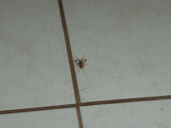 Gryllodes sigillatus