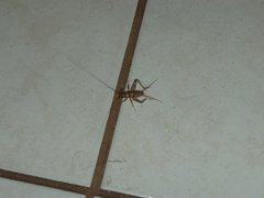 Gryllodes sigillatus