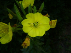 Oenothera