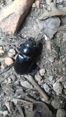 Lucanus cervus