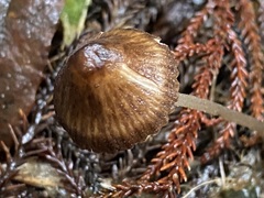 Pseudohydropus parafunebris
