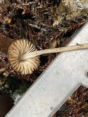 Pseudohydropus parafunebris