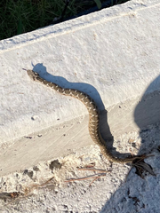 Montivipera xanthina