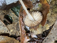 Pseudohydropus parafunebris