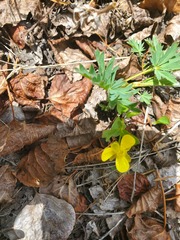 Ranunculus glaberrimus