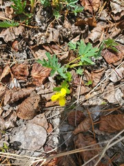 Ranunculus glaberrimus