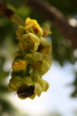 Ochna pulchra