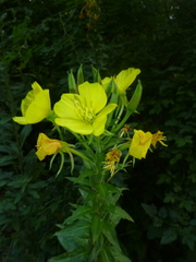 Oenothera