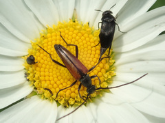 Stenurella melanura