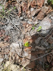 Ranunculus glaberrimus