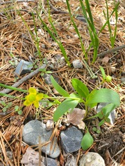 Ranunculus glaberrimus