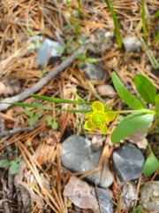Ranunculus glaberrimus