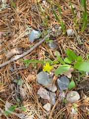 Ranunculus glaberrimus