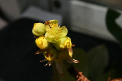 Ochna pulchra